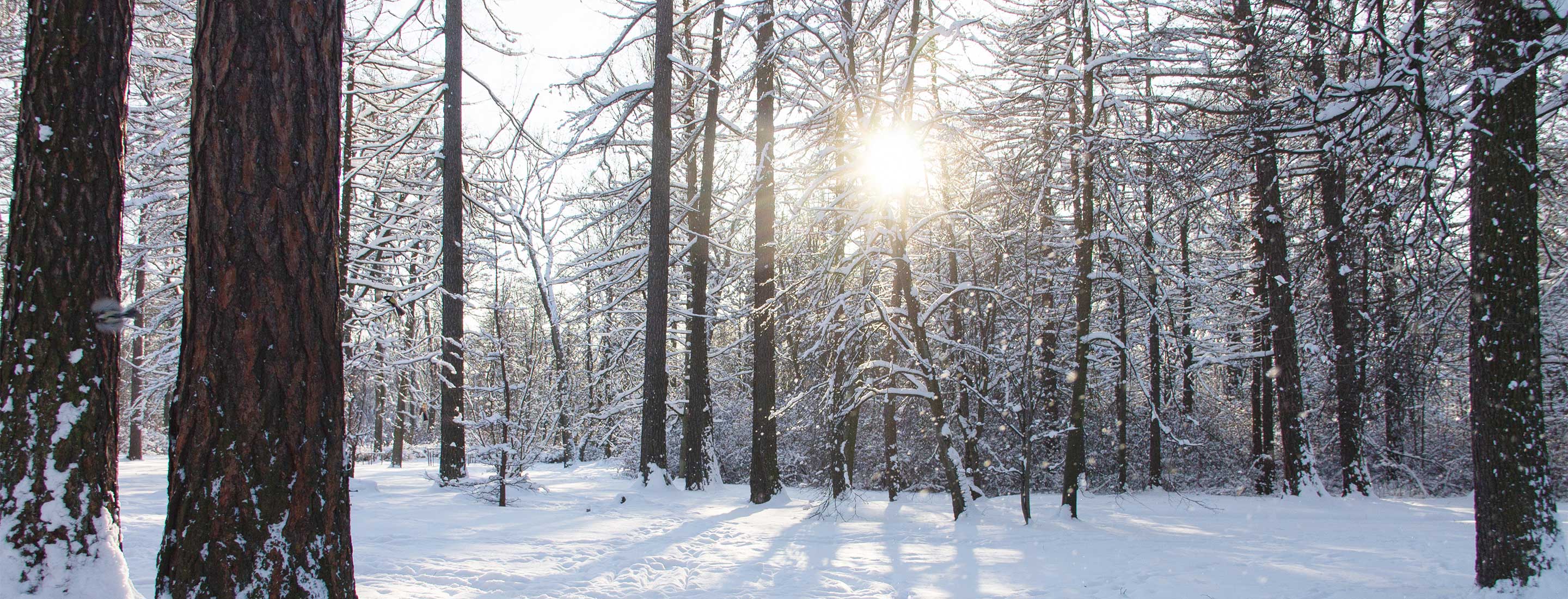 CELEBRATING 100 YEARS OF THE YORK REGIONAL FOREST | York Region